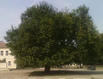 Дървета от 14 държави в надпревара за титлата „Европейско дърво на годината 2015“