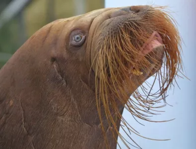 Струпване на моржове в Аляска предупреждава за глобалното затопляне   