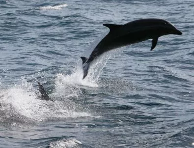 Преброиха делфините в Черно море