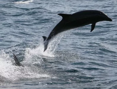 Експерт: Дори да се спре риболовът, ще има умрели делфини