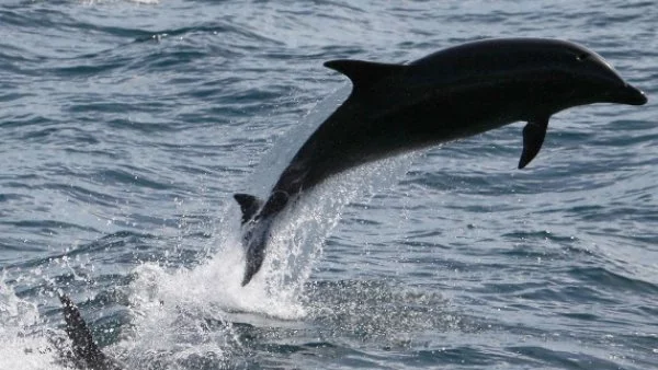 Готви се забрана хора да плуват с делфини до Хавайските острови