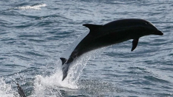 Мъртви делфини след военни учения в Егейско море