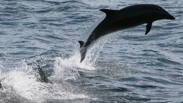 Рекорден брой мъртви делфини изхвърлени в Бискайския залив заради мрежи 