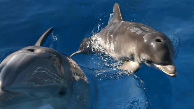 Живак създава проблеми на делфините в река Амазонка 