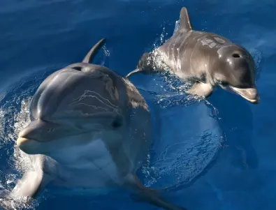The Telegraph: Използва ли Русия делфини във войната срещу Украйна?