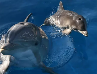 Агресивни делфини раниха плувци на японски плаж 