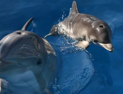 Роботизирани делфини  събират данни за топенето на антарктическия лед