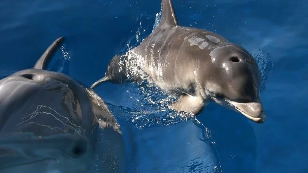Над 20 мъртви делфина е изхвърлило морето само за м. май