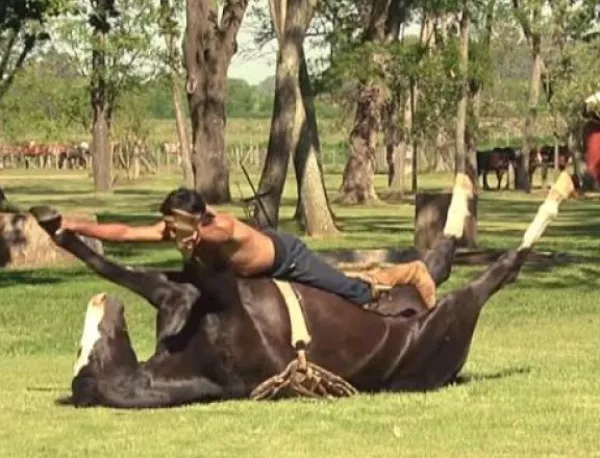 Конна йога: Или какво прави този мъж с този кон?