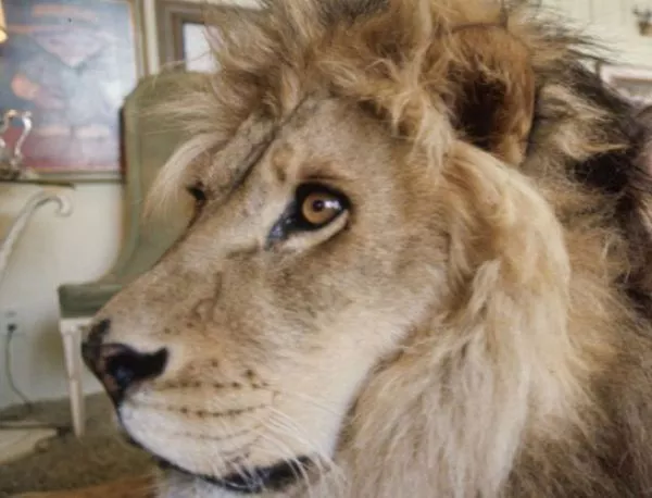 Британска организация с апел за спасяването на последните два циркови лъва в България