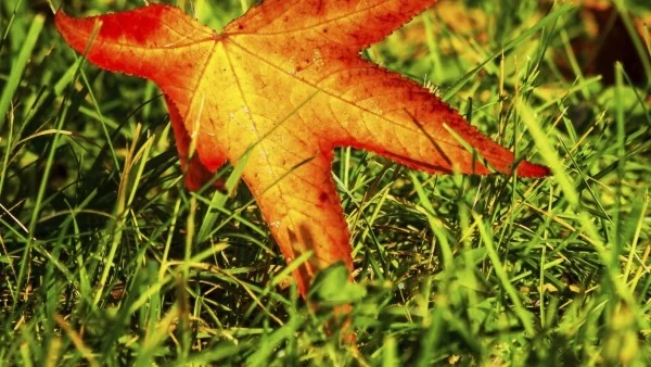 Максималните температури ще са между 13° и 18°