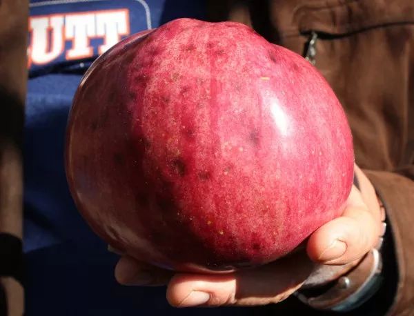 Ябълка - гигант се роди в Долно изворово