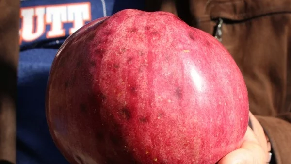 Ябълка - гигант се роди в Долно изворово