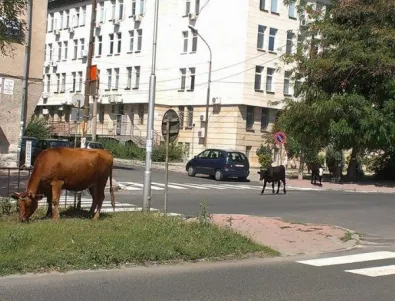 В Момчилград арестуваха осем крави за неправилно пресичане