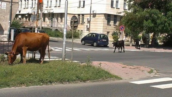 В Момчилград арестуваха осем крави за неправилно пресичане