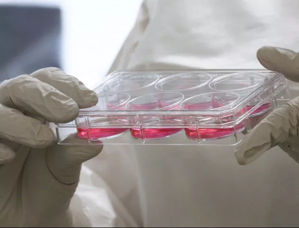 Скандална биоложка не успя да възпроизведе резултатите от изследването си със стволови клетки 