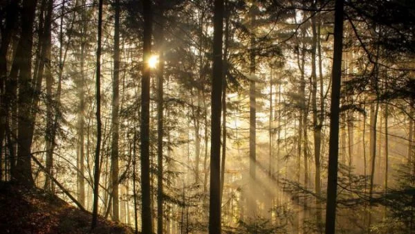Експериментална гора предсказва измененията на климата