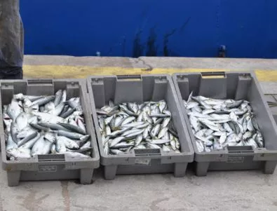 Рибните запаси на планетата намалели наполовина за 40 години