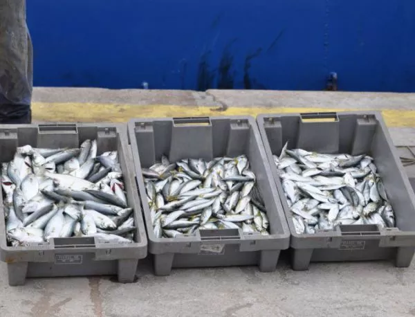 Близо тон бракониерска риба иззеха служителите на ИАРА в Бургас