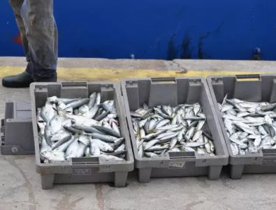 Инспектори проверяват търговците на риба във видинско