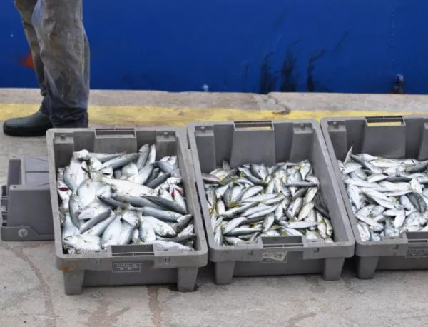 Инспектори проверяват търговците на риба във видинско