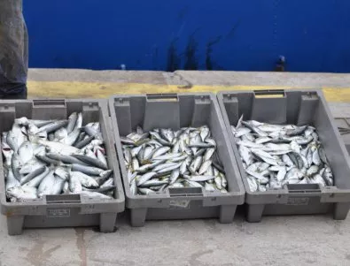В рибопроизводството се оплакаха от забавяне на европари