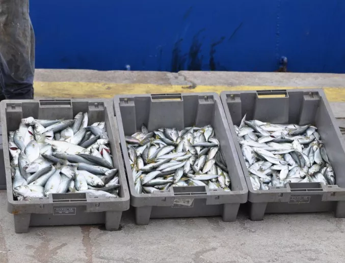 НАП откри нарушения при търговци на риба 