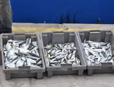 Не са открити нередности при търговията с риба в Бургас 