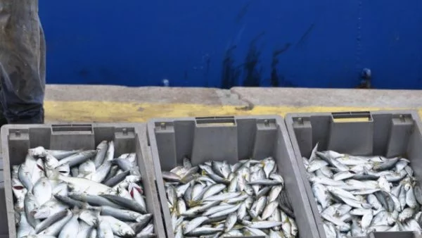 Не са открити нередности при търговията с риба в Бургас 