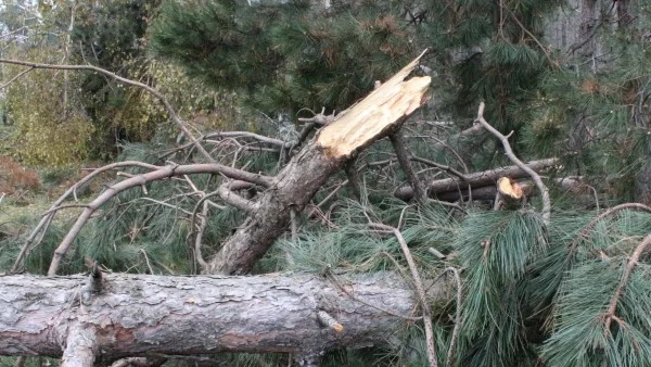 1200 дка гори край Шипка е унищожена от снежната виелица