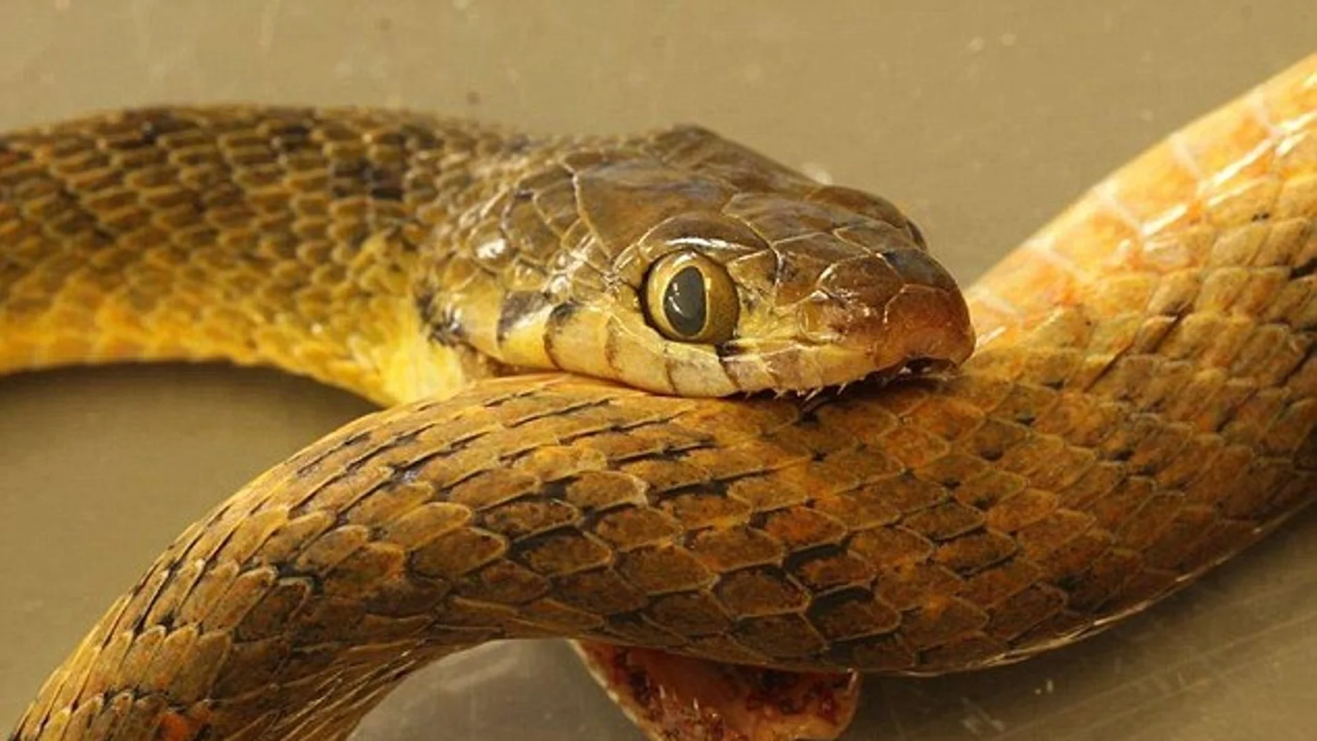 Опасни ли са змиите в България: Митове и легенди (ВИДЕО)