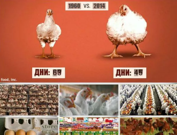 Потресаващи факти за пилешкото месо, което ядем
