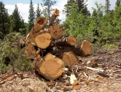 Зам.-министърът на земеделието: Няма да се връща ДДС при износ на сурова дървесина