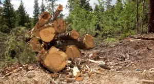 От ГЕРБ предлагат мораториум върху износа на дървесина 