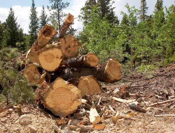 Износът обхваща 16 на сто от целия добив на дървесина у нас