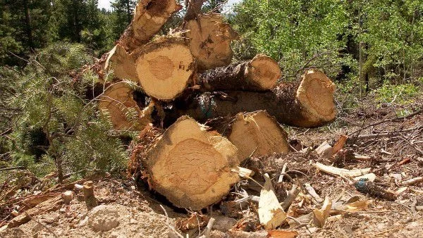 Във Врачанско секат масово и никой не може да направи нищо