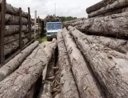 С фалшиви документи: Руски и беларуски фирми заобикалят санкциите върху дървесината
