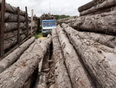 С фалшиви документи: Руски и беларуски фирми заобикалят санкциите върху дървесината
