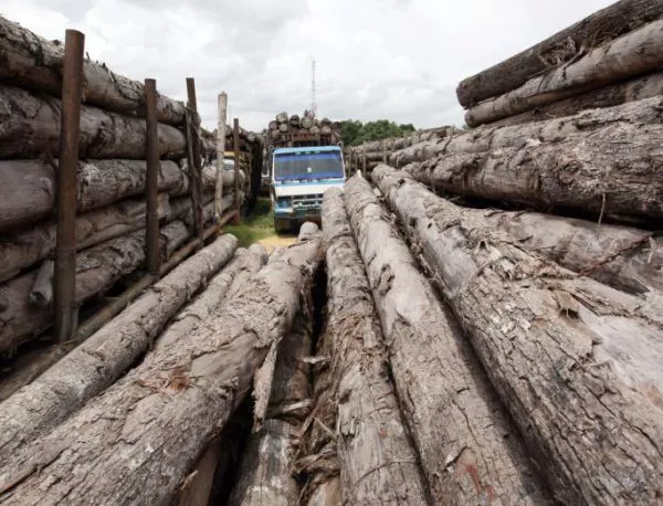40 млн. лв. загуби заради забраната за износ на дървесина