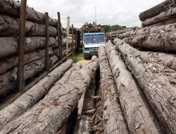 Мораториумът върху износа на дървесина важи до приемането на нов Закон за горите