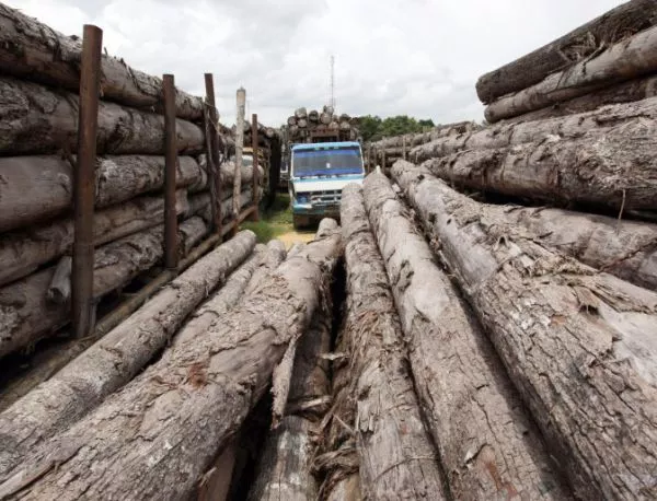 ИАГ е увеличила проверките за незаконна дървесина с 10%