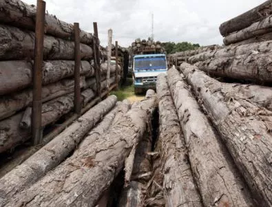 Фирми бяха глобени заради дървесина без марка 