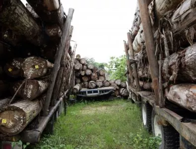 Земеделският министър: Мораториумът обхваща само 16% от износа на дървесина