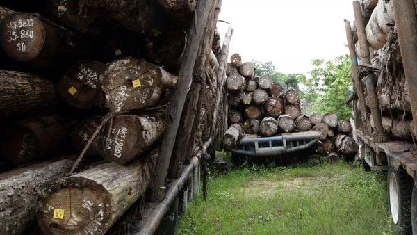 Разкриха две незаконни сечища до Правец