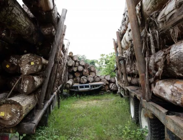 Земеделското министерство слага край на злоупотребите в дърводобива