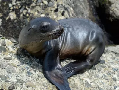 Почти 400 тюлени и морски лъва загинаха от птичи грип край Уругвай