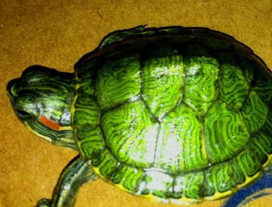 Софийският зоопарк се видя в чудо, натресоха му 600 костенурки