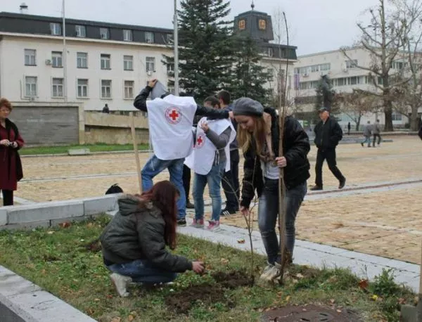 Младежи посадиха люляк в центъра на Ловеч