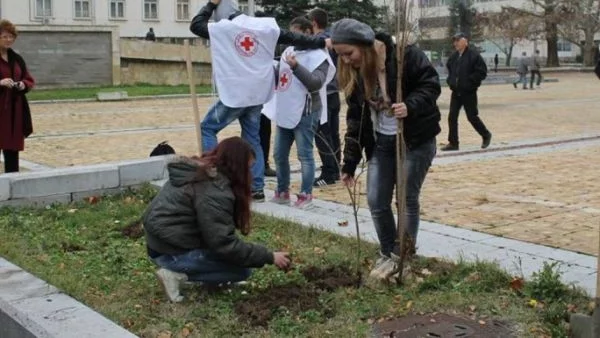 Младежи посадиха люляк в центъра на Ловеч