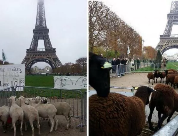 Овце протестираха пред Айфеловата кула